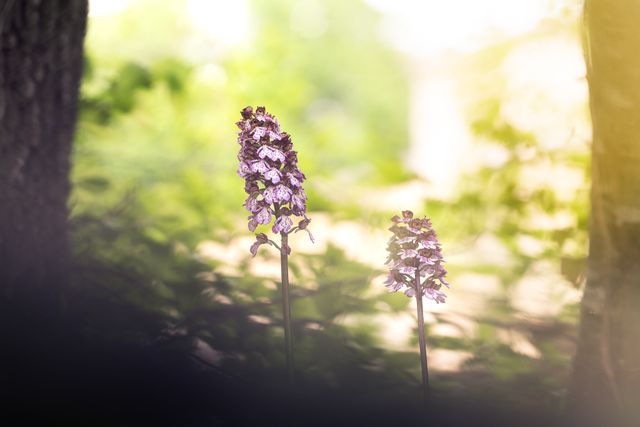 Orchidées sauvages